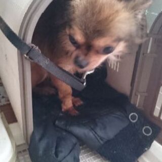 チワワ・オス・3歳 − 和歌山県