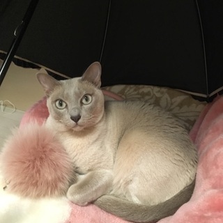 【募集締め切り】2匹 血統書付き トンキニーズ 3歳オス メス - 猫