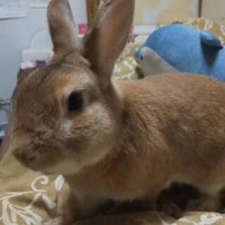 ミニウサギの男の子です