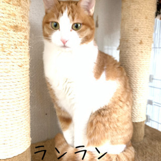 美猫ちゃんはお好きですか？