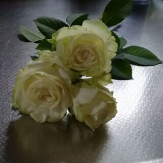 バラ苗