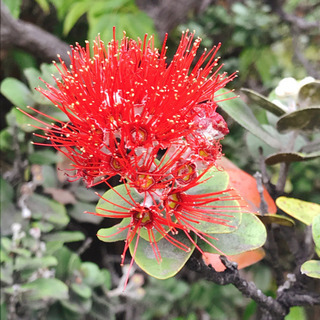 Halau Hula O Lehua Hoahele 板橋区フラダンス教室！生徒さん募集中の画像