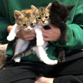まあるい３兄妹