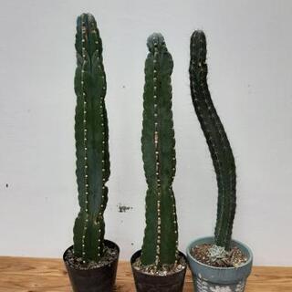 植物　サボテン3点セット(鬼面角その他)