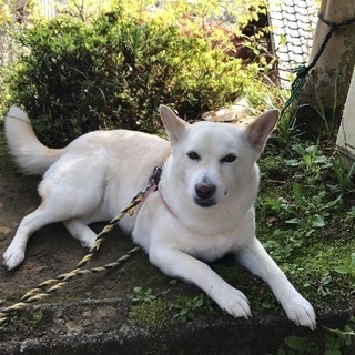 兄が倒れ飼っていた犬の里親を探してます