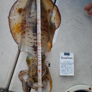 魚釣りされる方で数名募集してます。