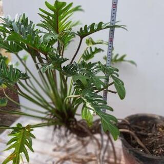 観葉植物　クッパバラ、サンスベリア2点セットの画像