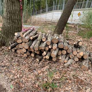 薪材などに　コナラ　クヌギ　杉の画像
