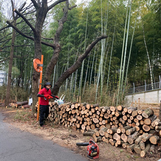 薪材などに　コナラ　クヌギ　杉の画像