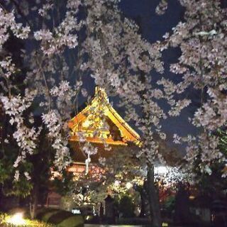 浅草隅田川界隈で夜桜を楽しみましょう‼