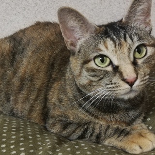 怖がりだけど人懐っこい、３才猫ちゃんの里親さんを募集してます。