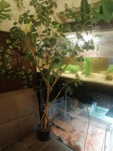 フェイクグリーン、造花、フィカス、インテリア植物