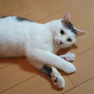 甘えん坊で人慣ればっちりのオカッパの男の子