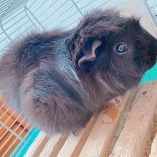 モルモット