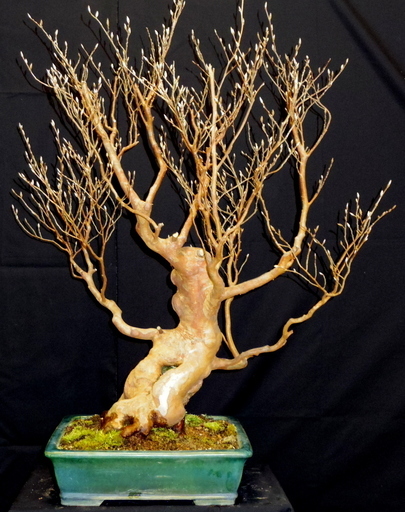 姫沙羅/ヒメシャラ 盆栽 極太幹 義村秀峰 樹高約84cm 横幅約73cm 奥行約62cm 幹太さ約55㎝ 樹齢約80年/取りに来れる方大歓迎 自社配送も可