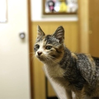 里親決定！有難うございました！　　飼主死亡で行き場の無いちびっこ...