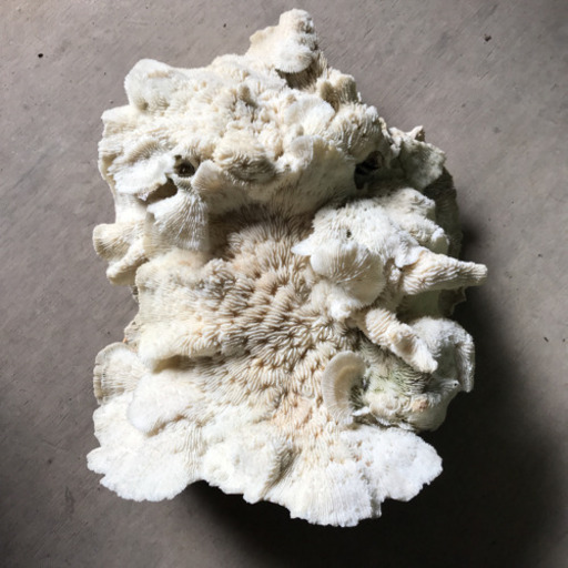 白サンゴ　置き物❗️