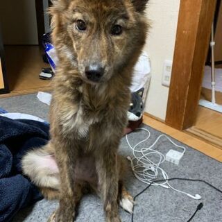 【急募】二歳の雑種犬♀の里親を募集しています