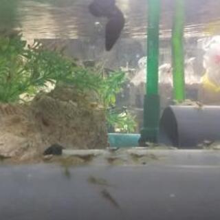 モエビ(スジエビ)🦐