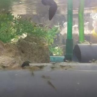 モエビ(スジエビ)🦐の画像