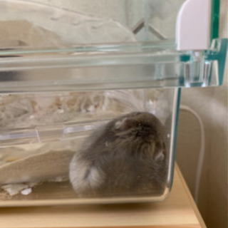 ハムスターの里親募集