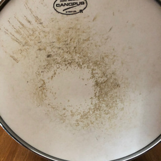 CANOPUS BIRCH br-1455の画像