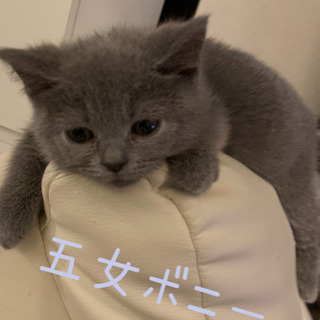 猫の里親募集 - 里親募集