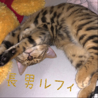 猫の里親募集 - 猫