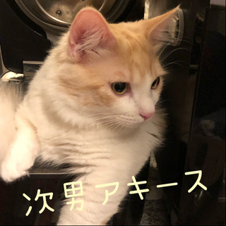 猫の里親募集 − 兵庫県