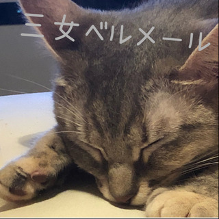 猫の里親募集の画像