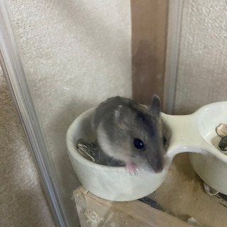 ハムスター赤ちゃん