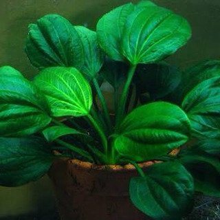 なかなか手に入らない水草！　エキノドルスサターン　ゴンサロ　パイパソ