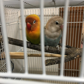 🐧大分県内で鳥類友達募集します🦜