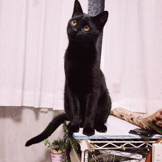 里親さんを募集しています！