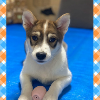 保健所保護✨生後3〜4カ月の子犬✨里親様決定