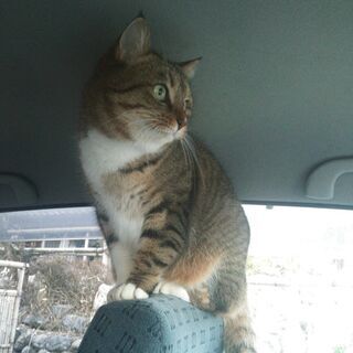 高島市で猫が行方不明 - 高島市
