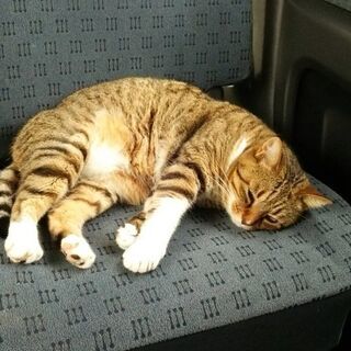 高島市で猫が行方不明 - 手伝って/助けて