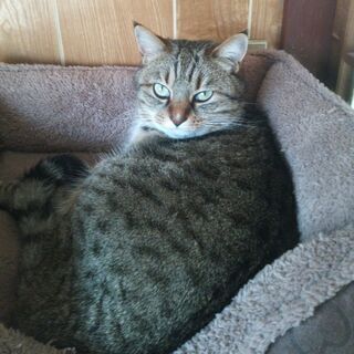 高島市で猫が行方不明 - 助け合い