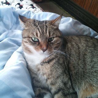 高島市で猫が行方不明 − 滋賀県