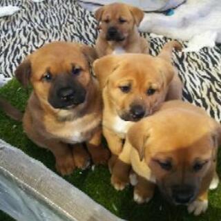 ４匹の仔犬まだ生後８週目