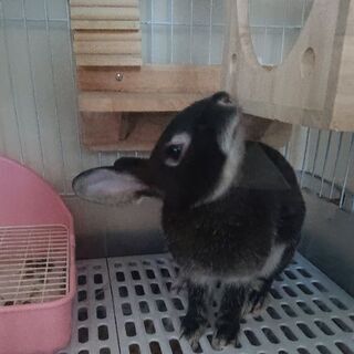 ミニウサギの里親を募集します