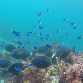 🐟魚突き、シュノーケリング⭐︎海の仲間 募集