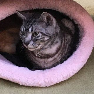 18:30から猫カフェ（榴ヶ岡）
