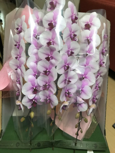 コチョウラン 桜姫 3本立ち