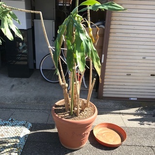 特大　植木鉢☆朝霞市宮戸お渡し