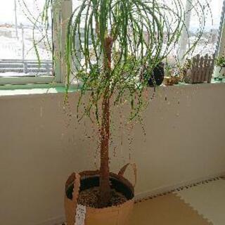 観葉植物 ポニーテール