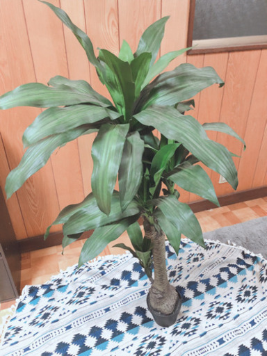 【引取先決定】 130センチ  観葉植物