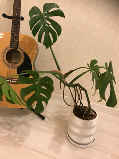 観葉植物　モンステラ