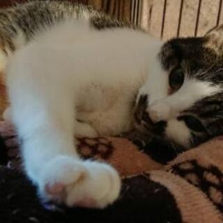 【トライアル決まりました】キジ白女の子　2歳