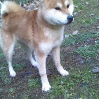 元気な柴犬の男の子です。